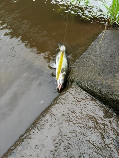 アメリカナマズの釣果