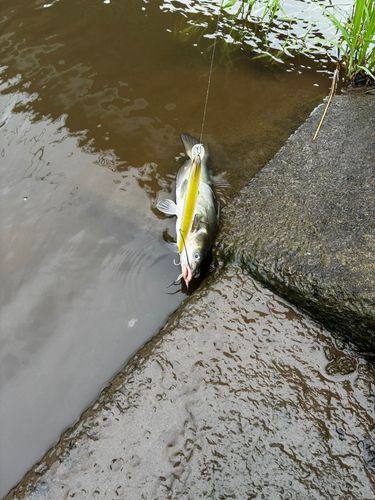 アメリカナマズの釣果
