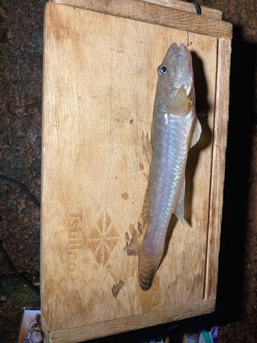 ハゼの釣果