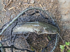 ナマズの釣果