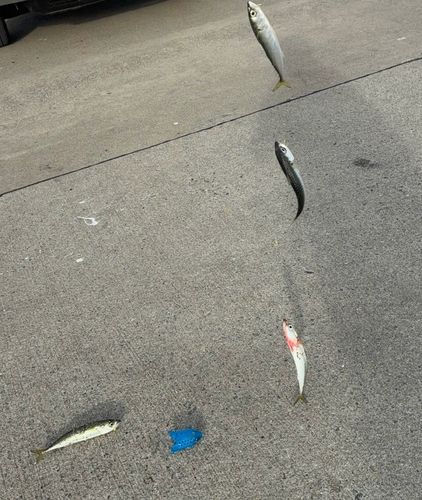 サバの釣果