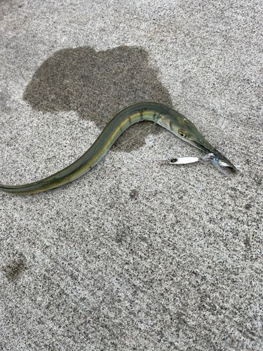 ダツの釣果