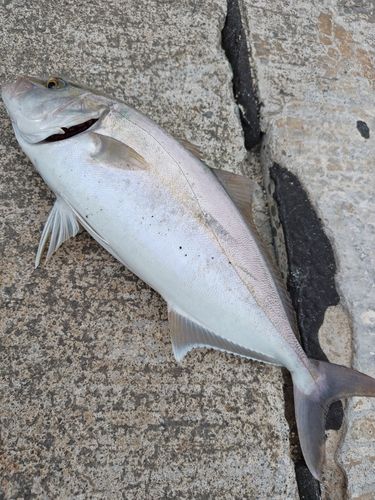 カンパチの釣果