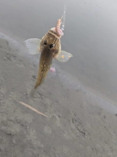 ハゼの釣果