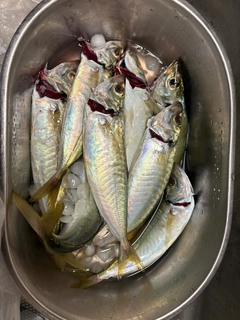 マアジの釣果