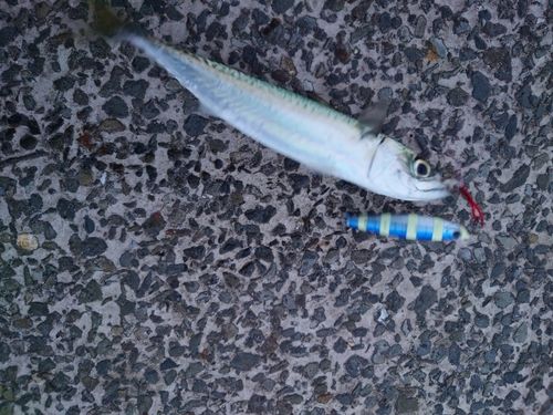 サバの釣果