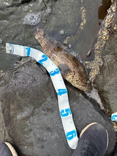 チャイロマルハタの釣果