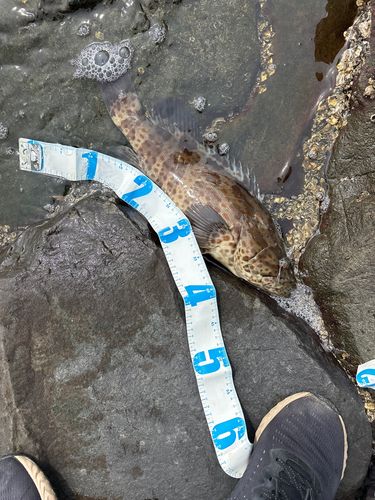 チャイロマルハタの釣果