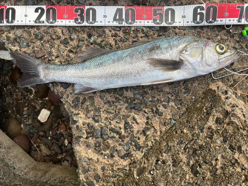 フッコ（マルスズキ）の釣果