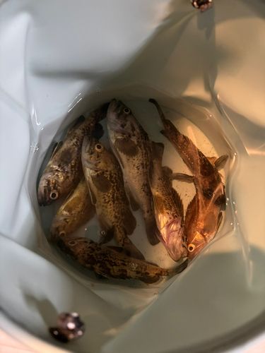 クロソイの釣果