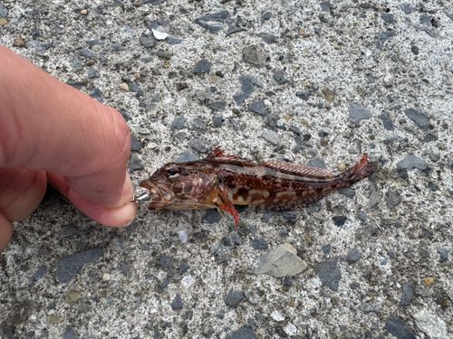 アサヒアナハゼの釣果