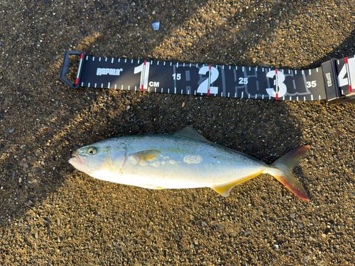 ワカシの釣果