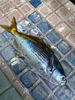 タカベの釣果