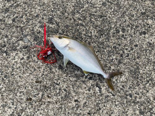 カンパチの釣果