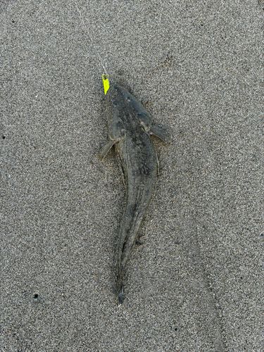 マゴチの釣果
