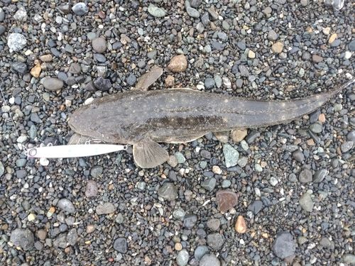 マゴチの釣果