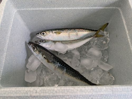 サバの釣果