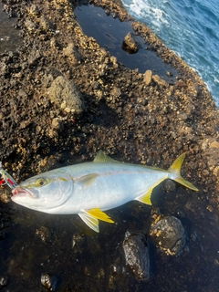 ヒラマサの釣果