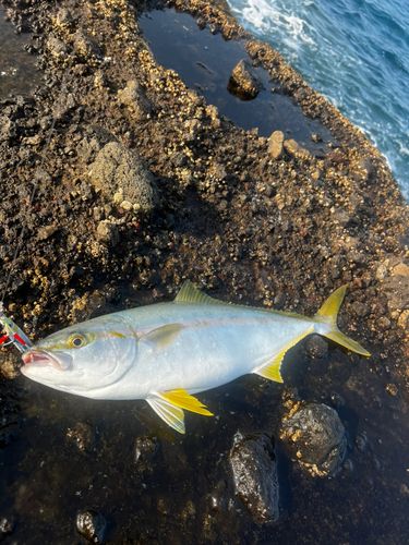 ヒラマサの釣果