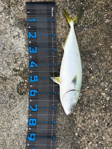 ヤズの釣果