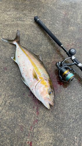カンパチの釣果