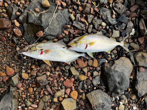 ネリゴの釣果