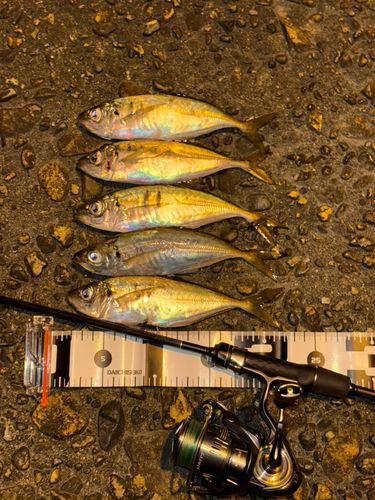 アジの釣果