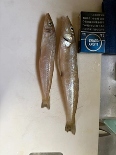キスの釣果