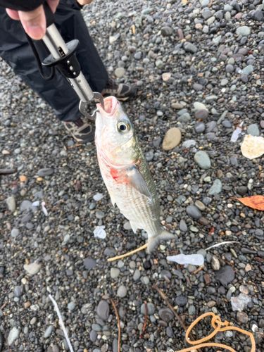 ボラの釣果