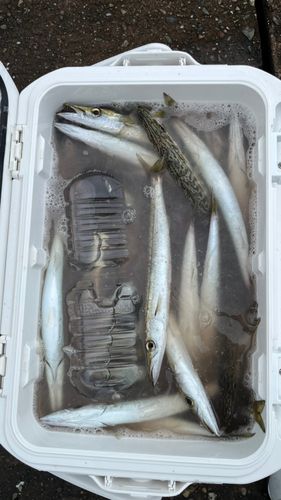 ヤマトカマスの釣果