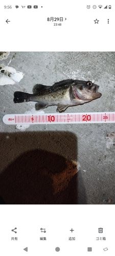 クロソイの釣果