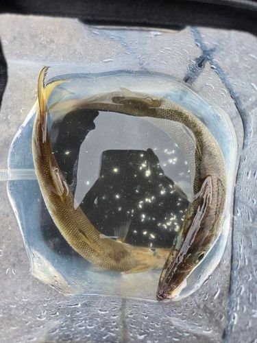カマスの釣果