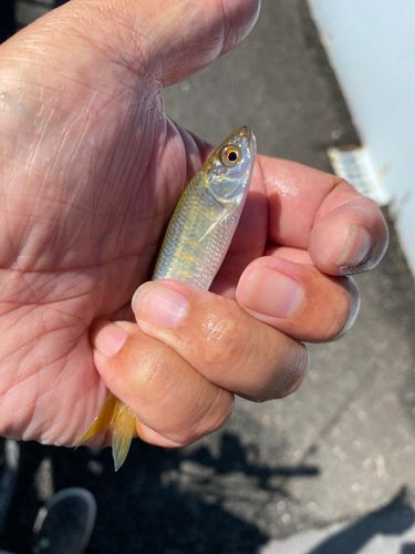 道志川で釣れたオイカワの釣り・釣果情報 - アングラーズ | 釣果600万
