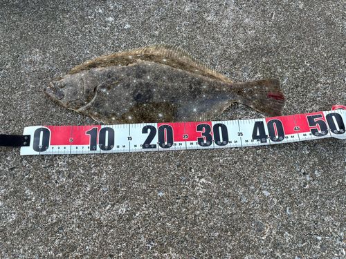 ヒラメの釣果
