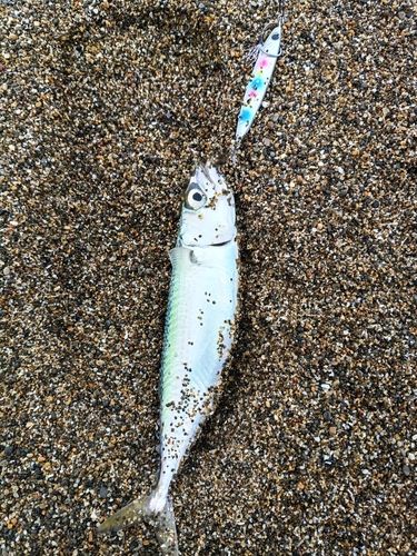 マサバの釣果