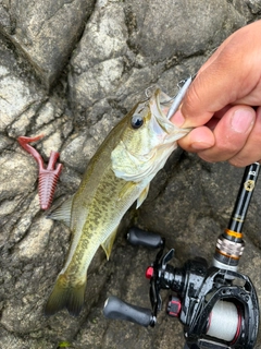 ラージマウスバスの釣果