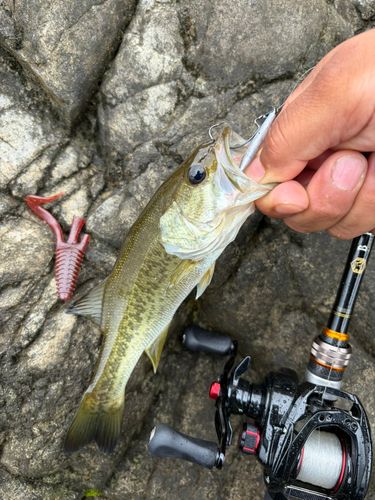 ラージマウスバスの釣果