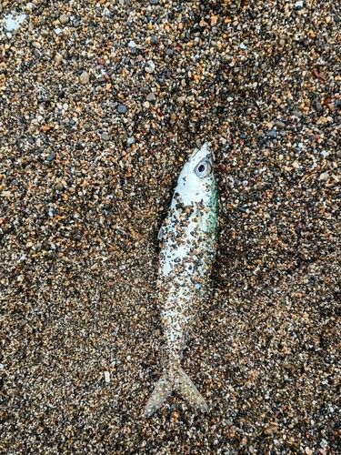 マサバの釣果