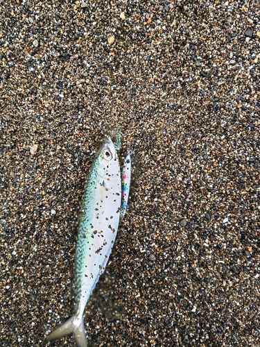 マサバの釣果
