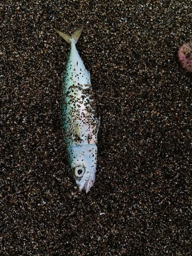 マサバの釣果