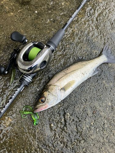 フッコ（ヒラスズキ）の釣果
