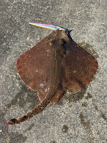 エイの釣果