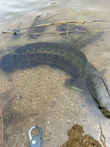カムルチーの釣果