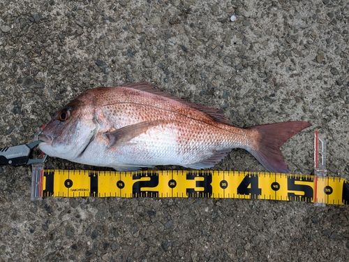タイの釣果
