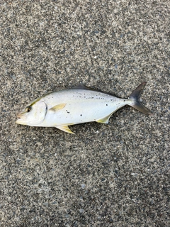 ショゴの釣果