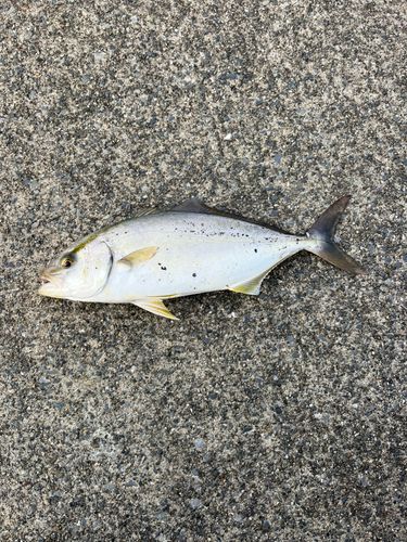 ショゴの釣果