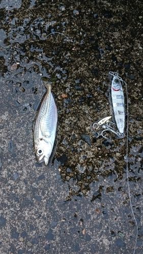 キスの釣果