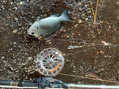 メジナの釣果