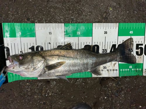 フッコ（マルスズキ）の釣果