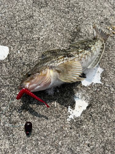 アイナメの釣果